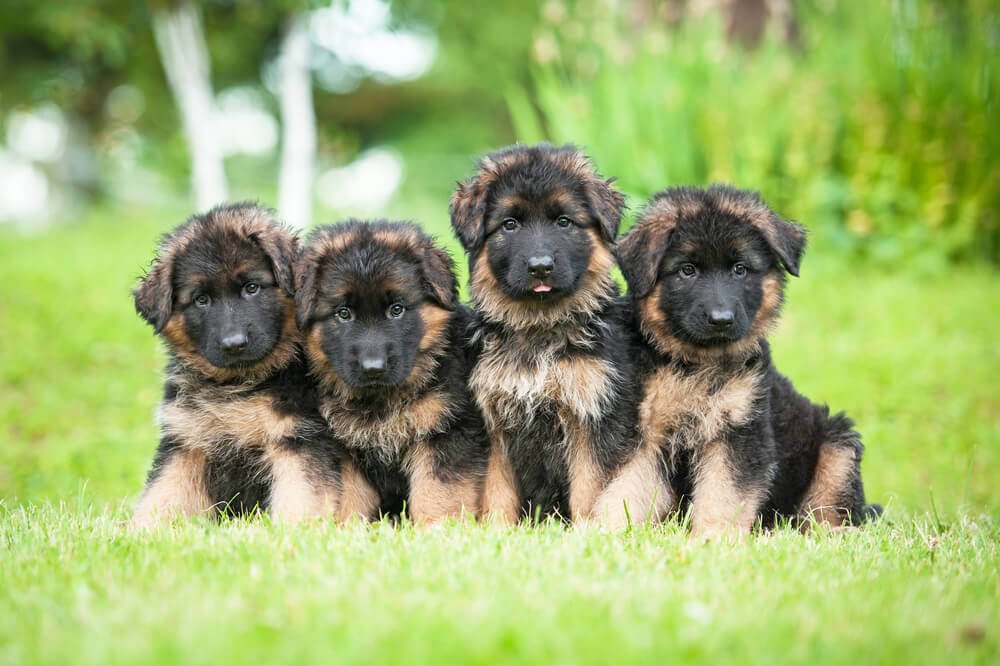 10 Essential Tips for Caring for German Shepherd Newborn Puppies