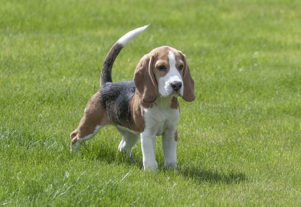 human-friendly-dog-breed-beagle-guide-2024