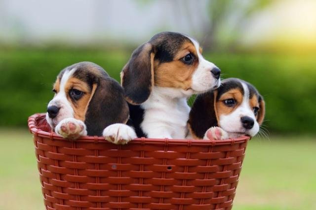 human-friendly-dog-breed-beagle-guide-2024/