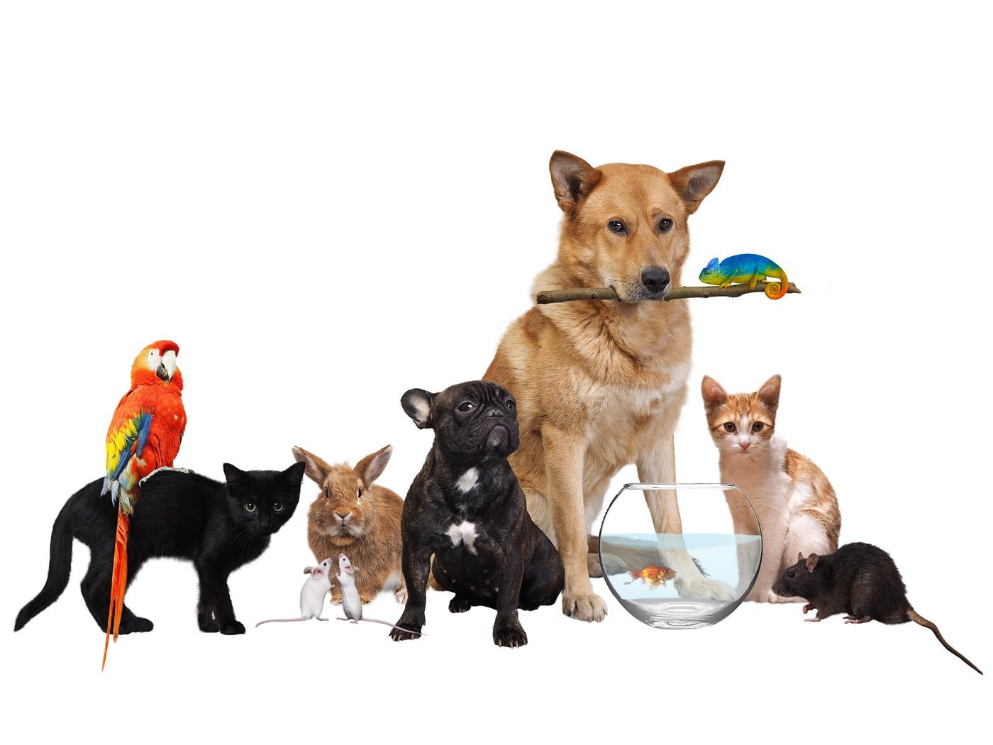 Pet Food Delivery Online: