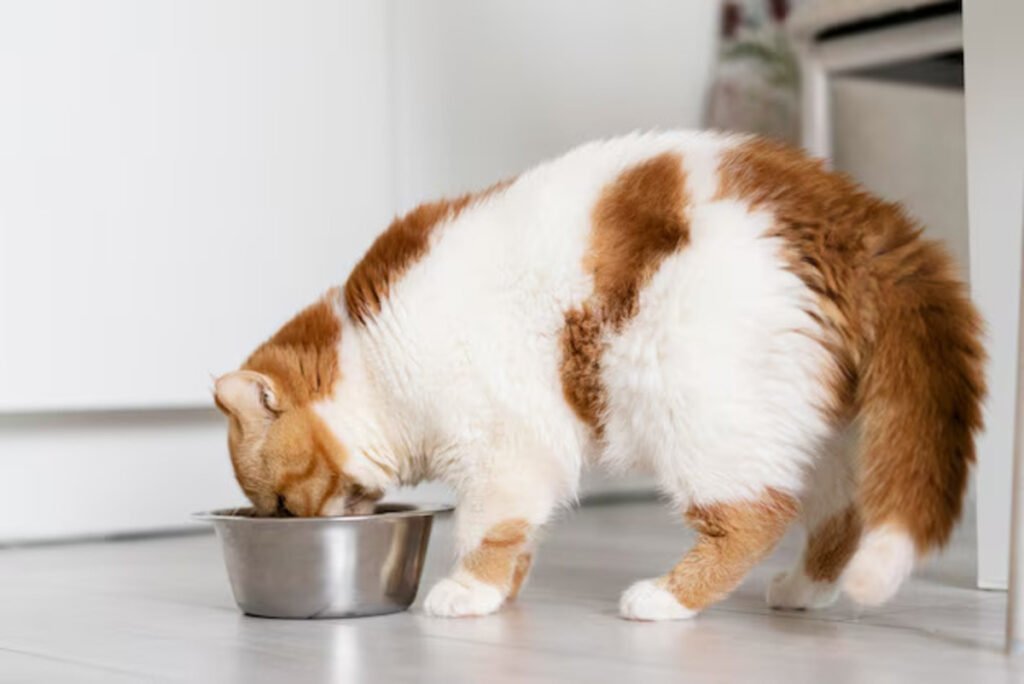 Best Cat Food for Your Furry Companion-The Essential Guide to Select