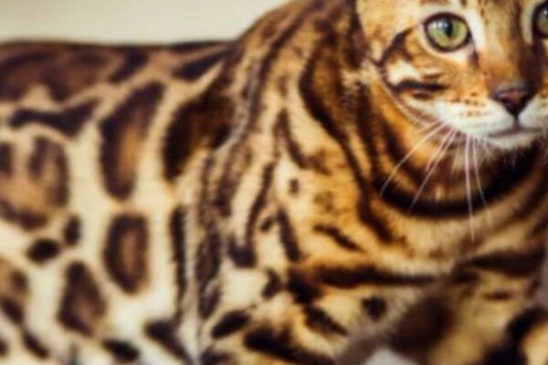 Best Cat Breeds-Bengal Cat