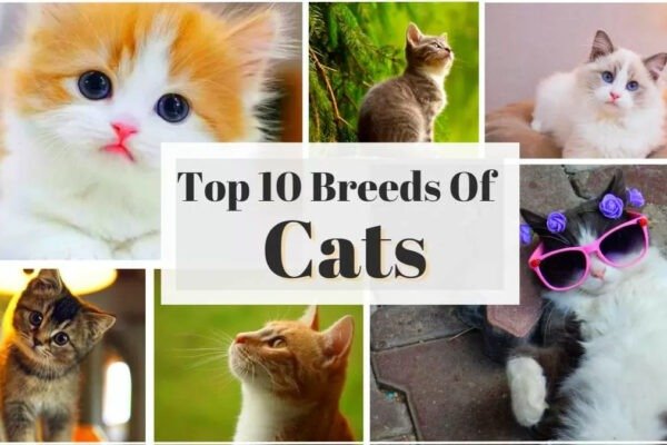 Best Cat Breeds-Top 10 Cat Breeds