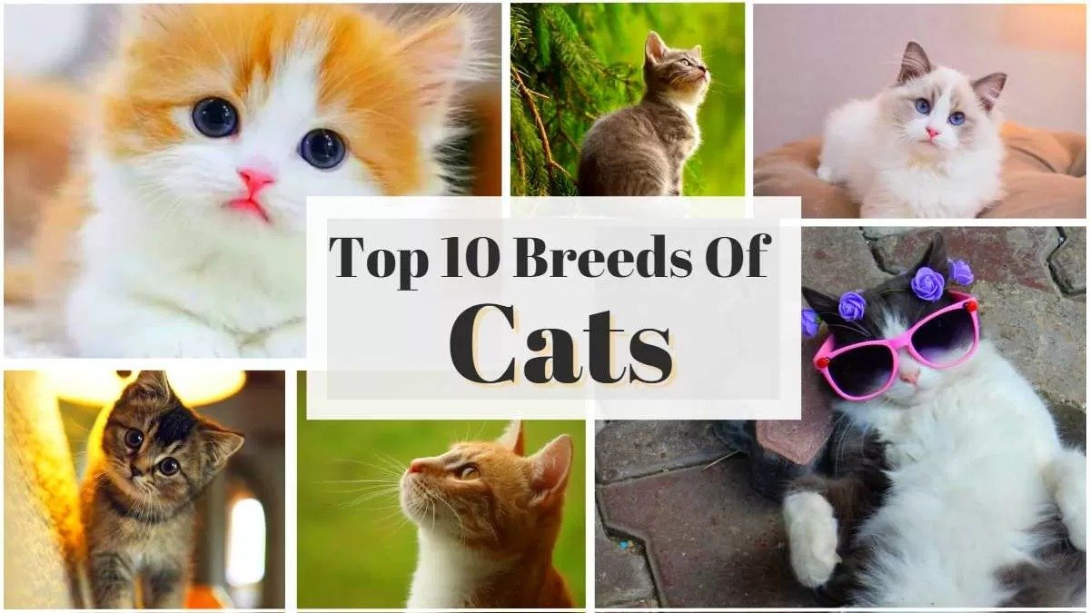 Best Cat Breeds-Top 10 Cat Breeds